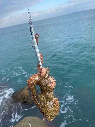 タコの釣果