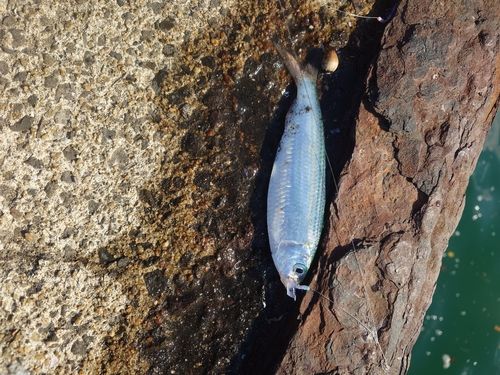 コノシロの釣果