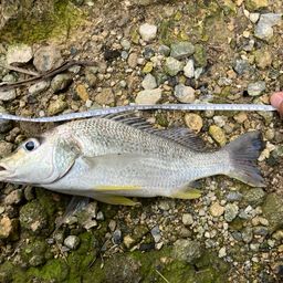 ホシミゾイサキ