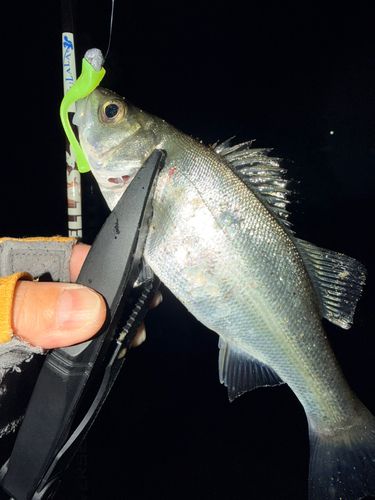 セイゴ（ヒラスズキ）の釣果