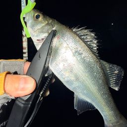 セイゴ（ヒラスズキ）