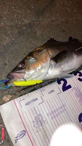 シーバスの釣果