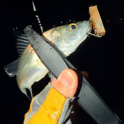 セイゴ（マルスズキ）