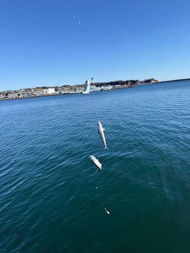 イワシの釣果