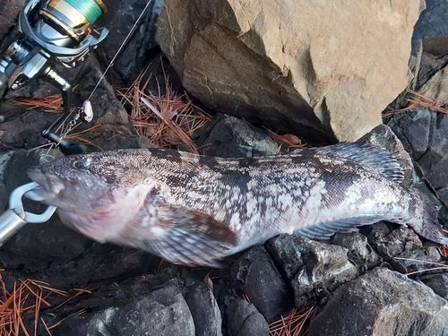 アイナメの釣果