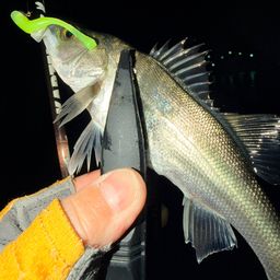 セイゴ（マルスズキ）