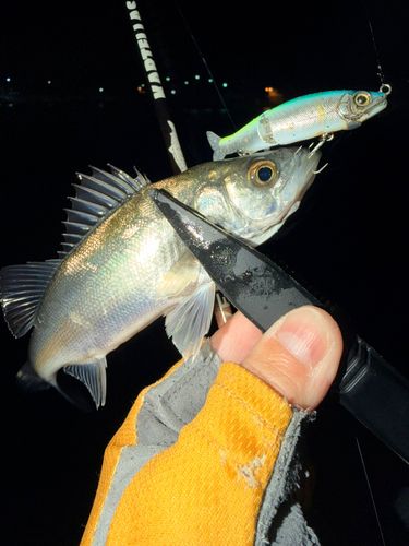 セイゴ（マルスズキ）の釣果