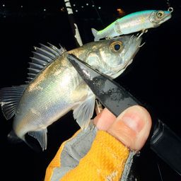 セイゴ（マルスズキ）