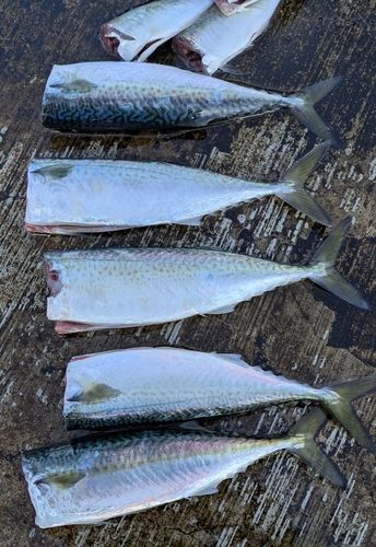 神戸空港親水護岸