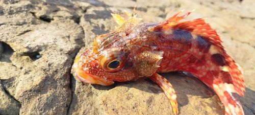 アラカブの釣果