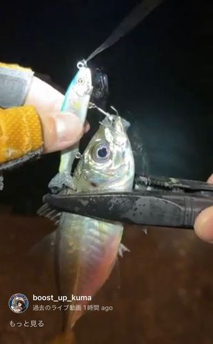 アジの釣果