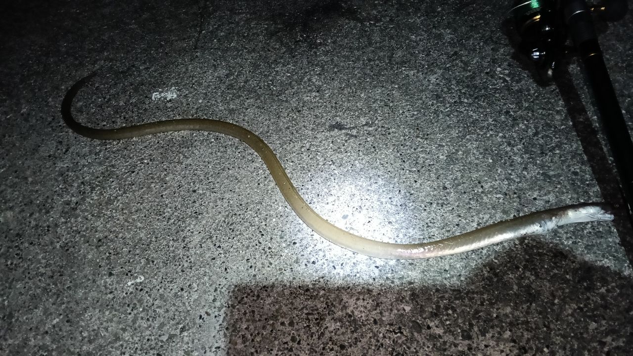 ダイナンウミヘビ