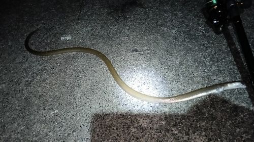 ダイナンウミヘビの釣果