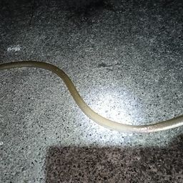 ダイナンウミヘビ