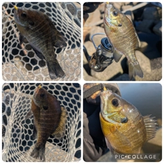 ブルーギルの釣果