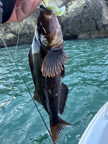 アイナメの釣果