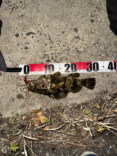 タケノコメバルの釣果