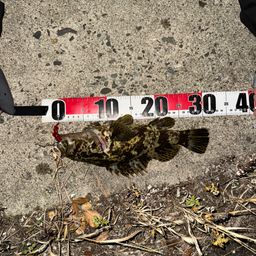 タケノコメバル