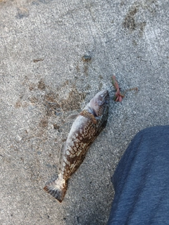 アイナメの釣果