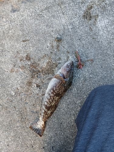 アイナメの釣果