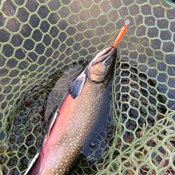 ブルックトラウト