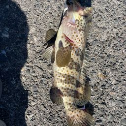 チャイロマルハタ