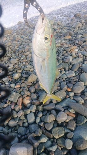 フクラギの釣果