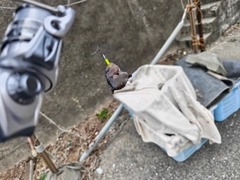 クロイシモチの釣果