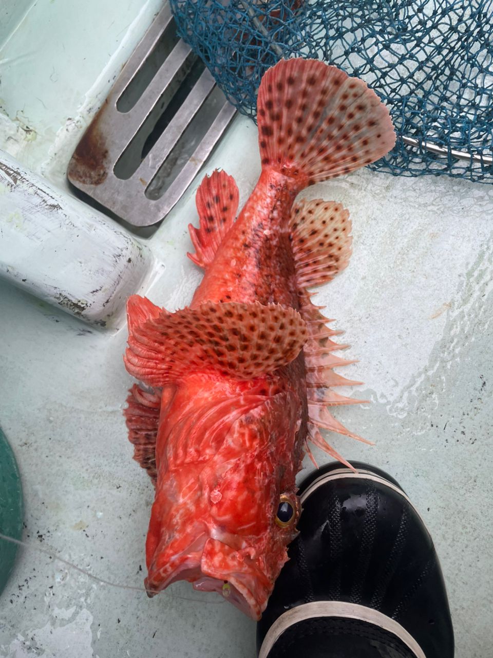 gatzさんの釣果 1枚目の画像