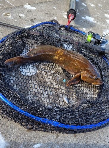 アイナメの釣果