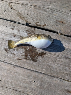 コモンフグの釣果