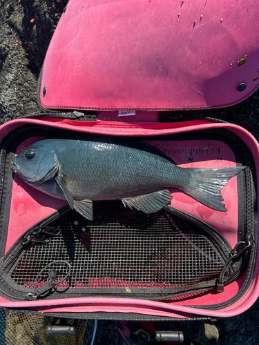 クチブトグレの釣果