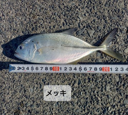メッキの釣果