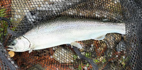 サクラマスの釣果