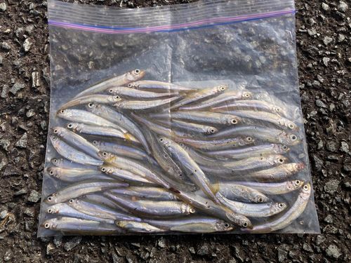 ワカサギの釣果