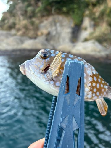 ハコフグの釣果