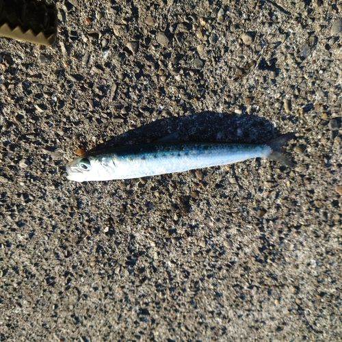 イワシの釣果