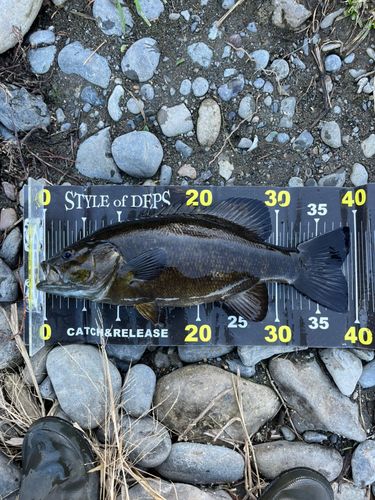 スモールマウスバスの釣果