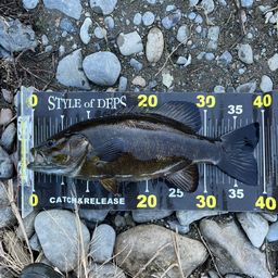 スモールマウスバス