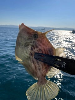 カワハギの釣果