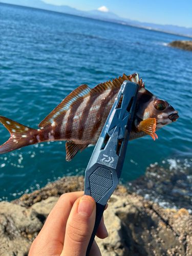 タカノハダイの釣果