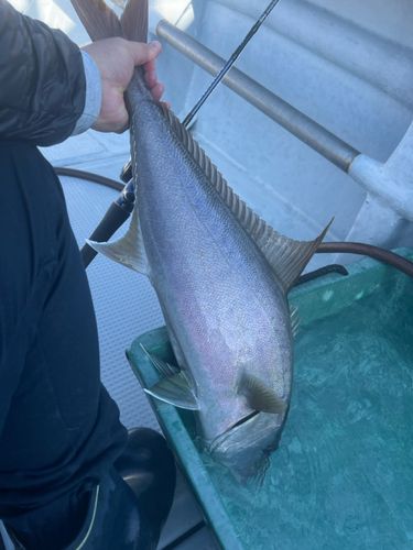 ヒレナガカンパチの釣果