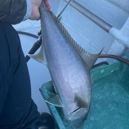 ヒレナガカンパチ