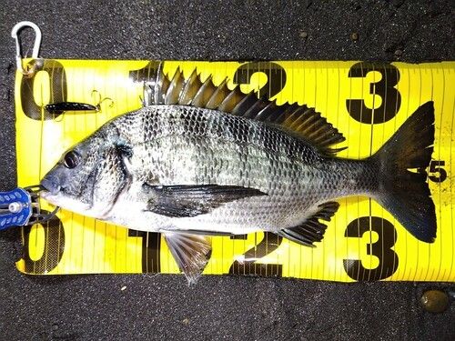 クロダイの釣果