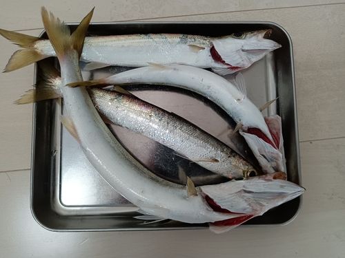カマスの釣果
