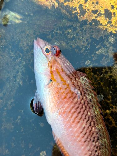 アカササノハベラの釣果