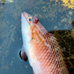 アカササノハベラ