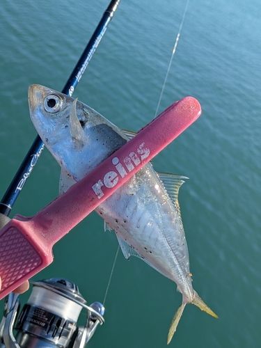 アオアジの釣果