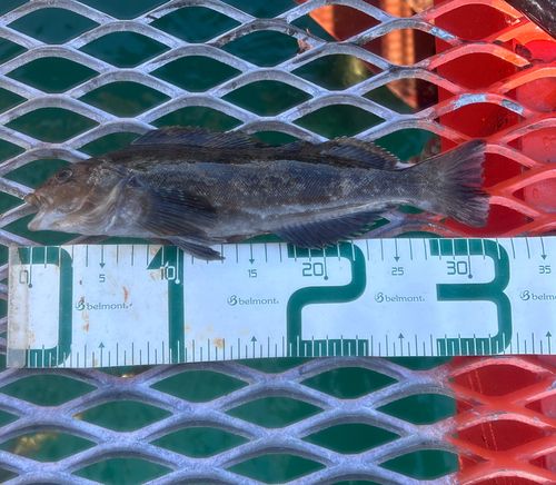 アイナメの釣果