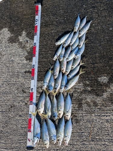マアジの釣果